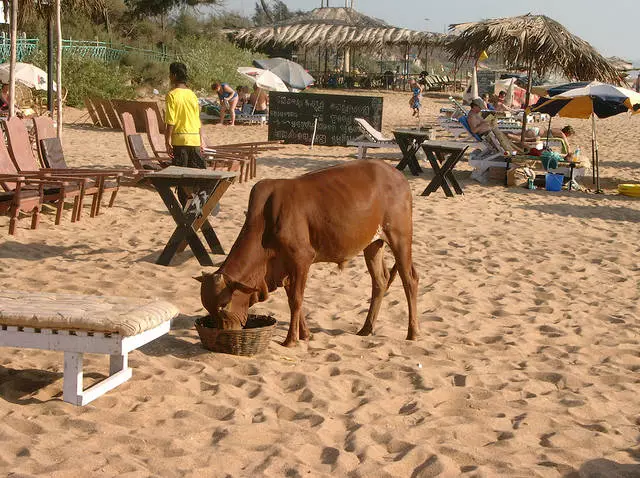 Calangute - moja ulubiona plaża na Goa 10175_3