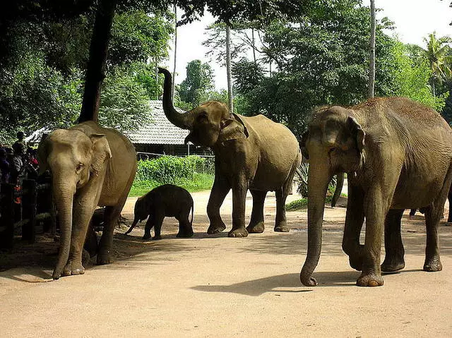 Is dit die moeite werd om met kinders na Sri Lanka te gaan? 10309_3