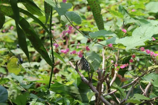 ಸ್ಯಾಮುಯಿ ಮೇಲೆ ಅತ್ಯಂತ ಆಸಕ್ತಿದಾಯಕ ಸ್ಥಳಗಳು. 10400_11