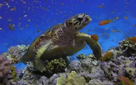 Die interessantesten Ausflüge in Hurghada. 10448_12