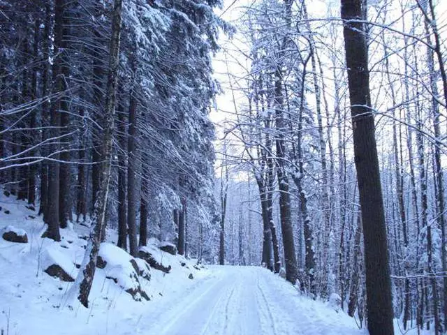 Zašto bih trebao ići u Karpah? 10449_3