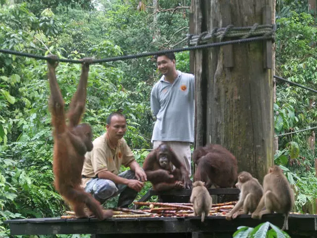 Ripozu en Kota Kinabalu: utila informo 10661_3