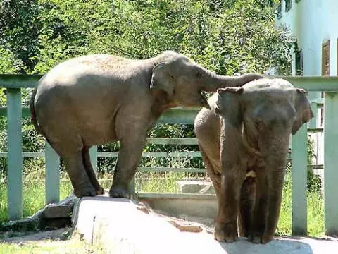 ଆଲମା-ଆଟା ପରିଦର୍ଶନ କରିବାର ମୂଲ୍ୟ କେତେ? 10702_8