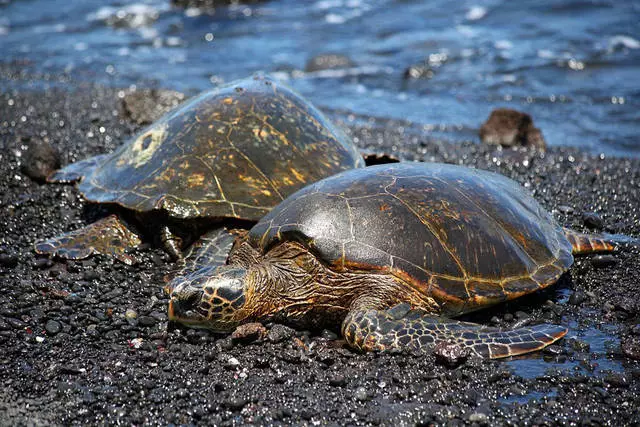 Kokias ekskursijas galima pasirinkti Havajai? 10761_2