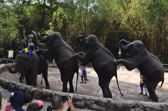 Inona no fitsangatsanganana mendrika mitsidika any Pattaya? Izay tsara kokoa hividianana fitsangantsanganana? 10796_1