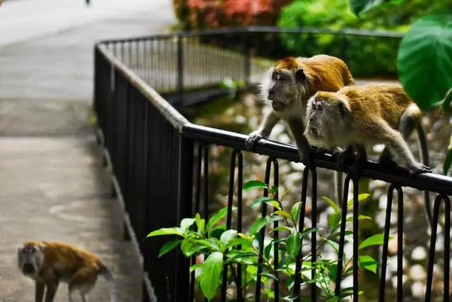 Les endroits les plus intéressants sur Penang. 10917_9