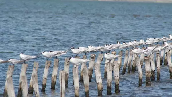 O descanso en Pomorie é marabilloso: saudable e cheo de positivo. 10990_5