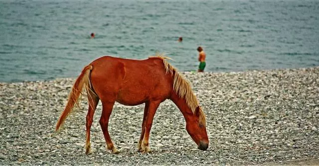 Село приключение Хачипш