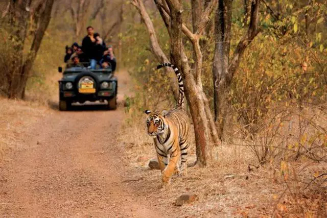 Excursions kwa Reserve Ranthambr.