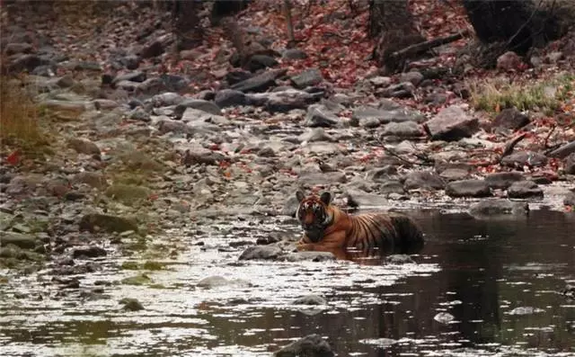 Fitsangatsanganana amin'ny Ranthambor Reserve 11261_3