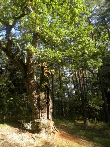 Agter die skoonheid van die natuur - in Belovezhskaya Pushcha. 11266_2