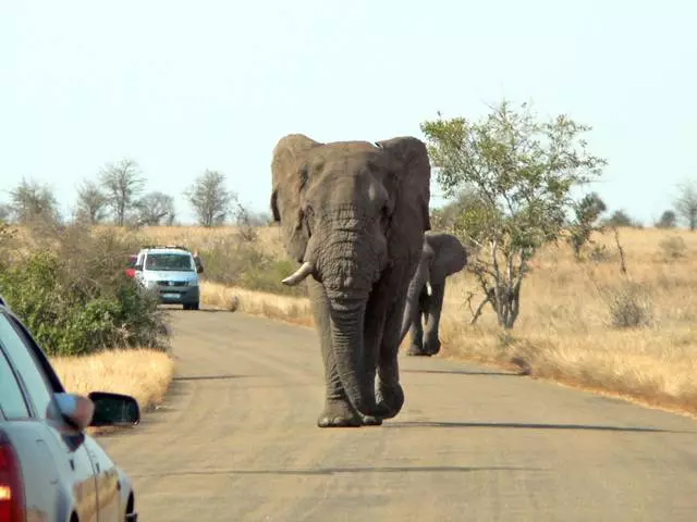 Toeram-pitsidihana ny National Park Yala. 11288_3