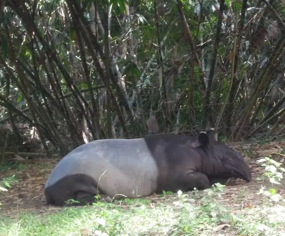 Napa sampeyan kudu ngunjungi Taman Nasional Kruger? 11306_1