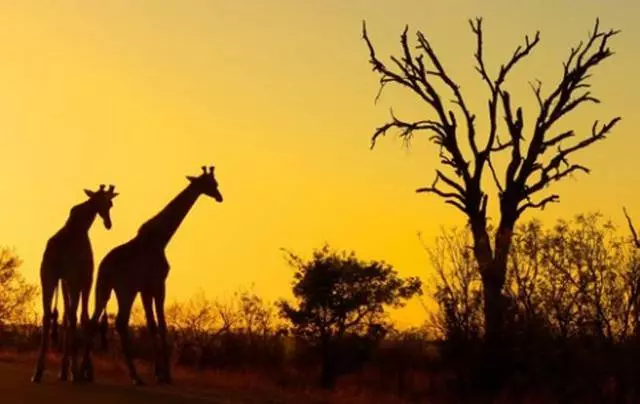 Maxaad u booqanaysaa Beerta Qaranka ee Kruger Qaranka? 11306_2