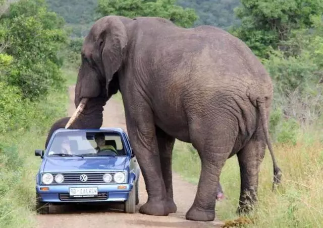 Zašto biste trebali posjetiti nacionalni park Kruger? 11306_3