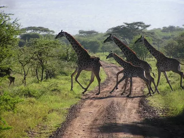 Apakah layak pergi ke Serengeti?