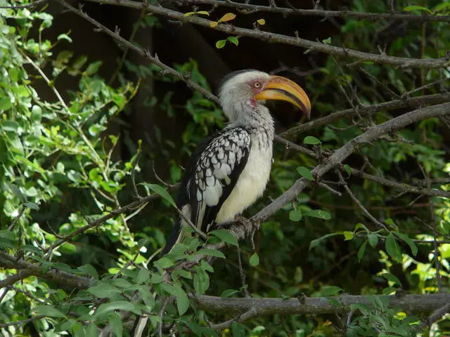 Safari World သို့အလည်အပတ်ခရီးမှမည်သို့မျှော်လင့်ရမည်နည်း။ 11315_2