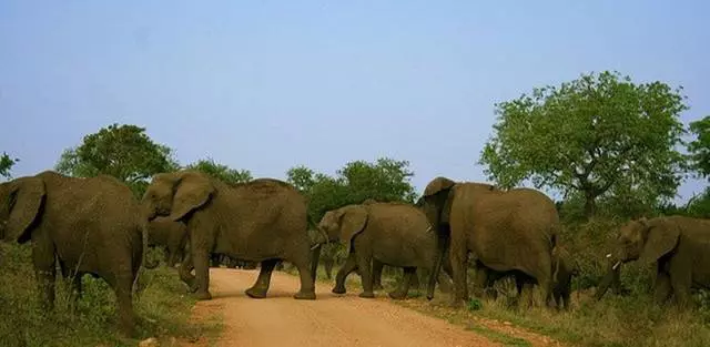 À quoi s'attendre d'une visite au monde Safari? 11315_3