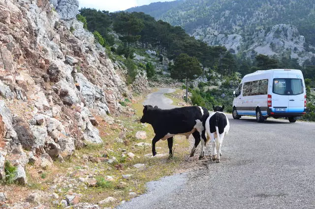 Reprezentanții faunei separați în partea laterală și în zona înconjurătoare. 11380_10