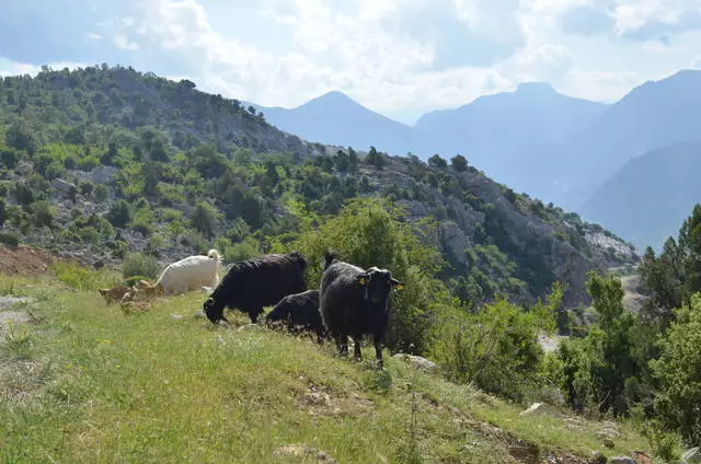 Ločene predstavnike favne na strani in okolice. 11380_11