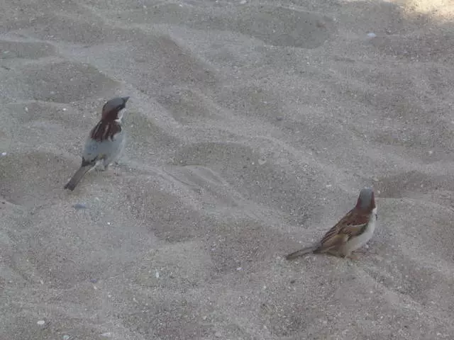 Nûnerên Fauna yên li tenişta û derdorê cuda bikin. 11380_14