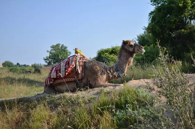 பக்கத்திலும் சுற்றியுள்ள பகுதிகளிலும் தனி விலங்குகளை பிரதிநிதிகள். 11380_2