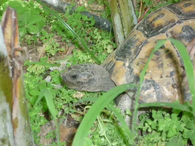 Kewapụ ndị nnọchi anya Fauna na mpaghara na mpaghara gbara ya gburugburu. 11380_8