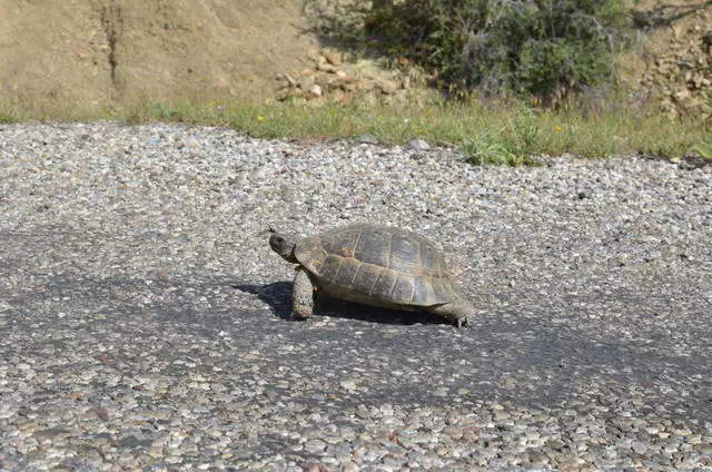 Reprezantan Fauna separe nan bò ak zòn nan vwazinaj la. 11380_9