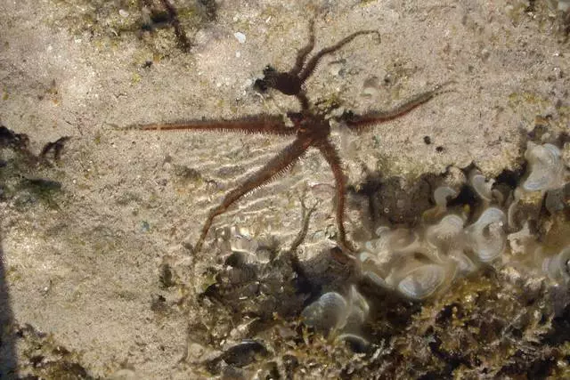 Teenstrydige indrukke van vakansie in Sharm El-Sheikh 11413_2