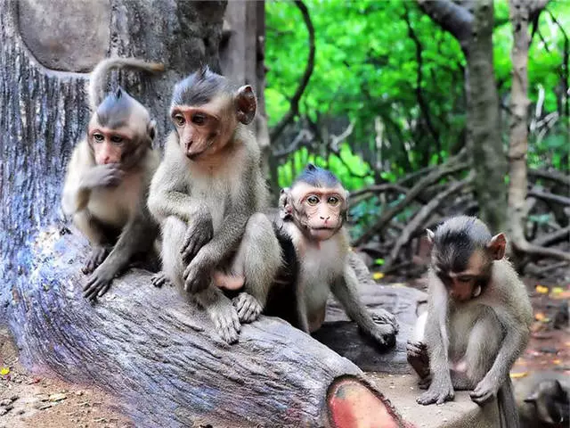 Ndedzipi nhau dzinokosha kushanyira muHo chi Minh Guta? 11422_5