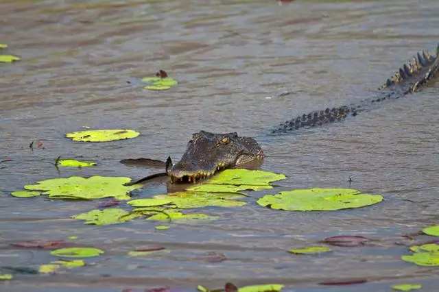 Bakit pinipili ng mga turista ang Darwin? 11532_4