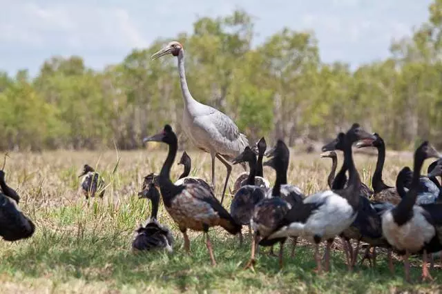 Prečo turisti vyberajú Darwin? 11532_5