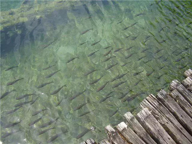 ຄວາມຮັກ Emerald ຂອງ Lakes Plitvice ຫຼືການເດີນທາງນ້ອຍໆຜ່ານ Croatia 11594_4