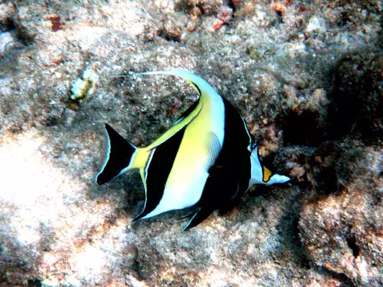 Angolo di paradiso della terra. Maldive. 11684_6