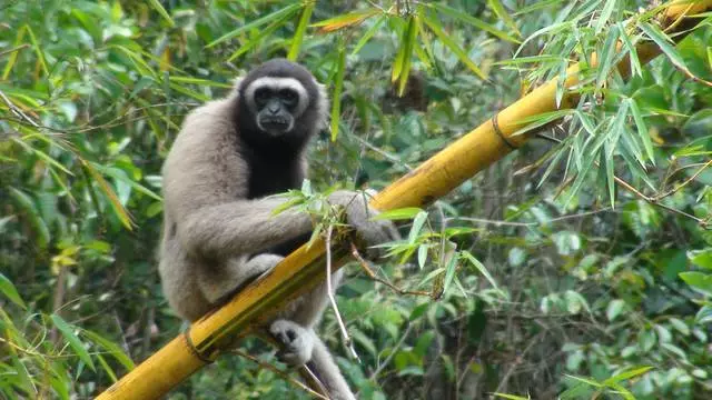 Naon anu kudu dilakukeun dina liburan di Kota-Kinabalu? Hiburan pangsaéna. 11702_9