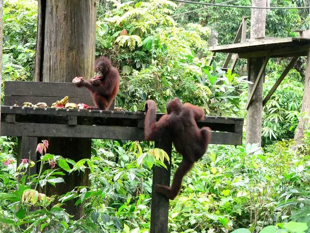 Burudani bora katika Sandakan. 11706_2