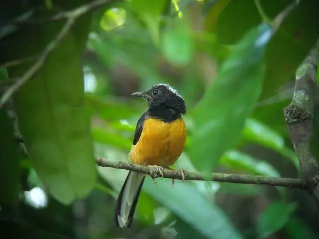 Burudani bora katika Sandakan. 11706_4