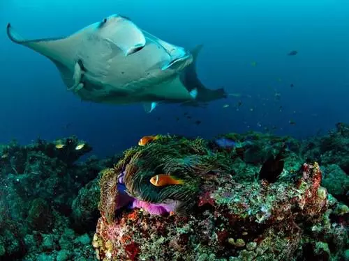 Zergatik aukeratzen dute turistek baa atoll? 11717_2