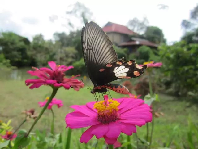 এটা কি ওয়াংওয়েতে বিশ্রামের জন্য বাচ্চাদের সাথে যাচ্ছে? 11806_11