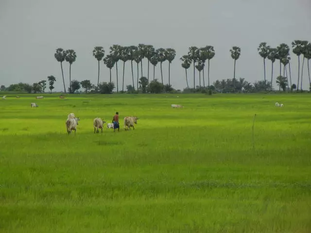 શું તે કંબોડિયામાં જવું યોગ્ય છે? 11858_11