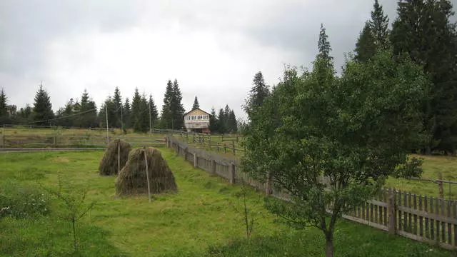 Schöner Sommer Rhodhe in den hohen Bergen 11889_4