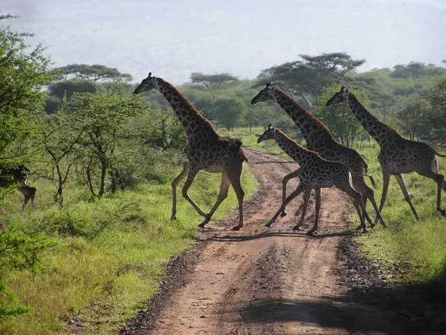 Når er det verdt å hvile i Serengeti? 11972_2