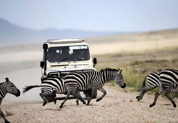 Serengeti တွင်မည်သည့်အချိန်တွင်အနားယူမည်နည်း။ 11972_3