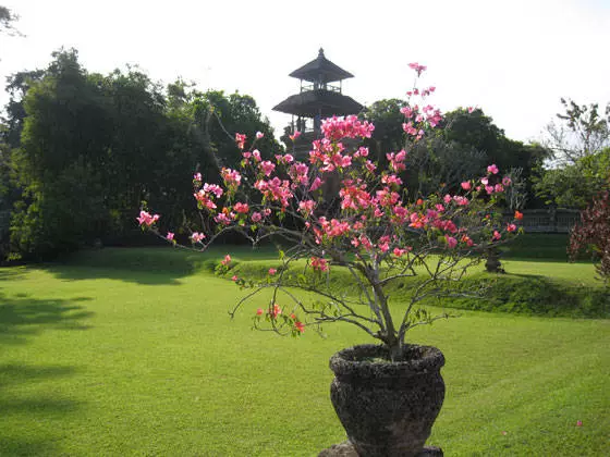 Romantic Island Bali. 12018_8