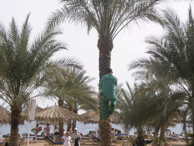 Sharm El-Sheikh - Desert Flower