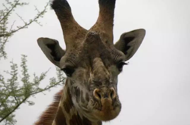 Kodi ndi malo osangalatsa ati omwe akuyenera kuchezeredwa ku Nairobi?