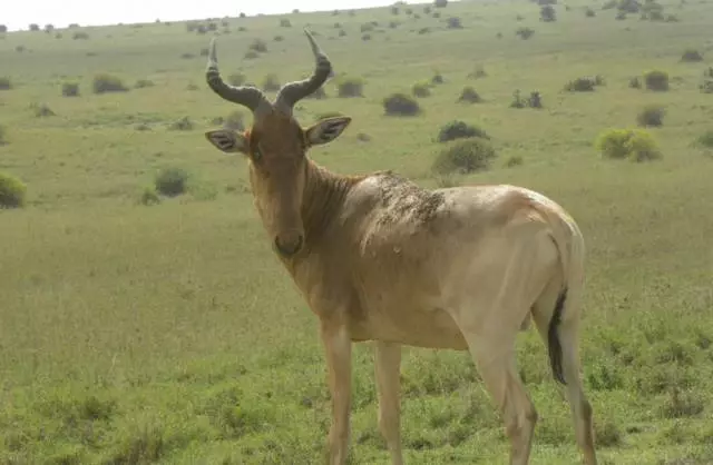 וואָס טשיקאַווע ערטער זאָל זיין באזוכט אין Nairobi? 12444_3