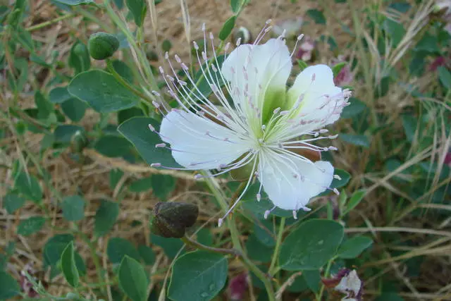 ಮಾಲ್ಟಾದಲ್ಲಿ ನಾನು ಏನು ತಿನ್ನಬಹುದು? 12701_2