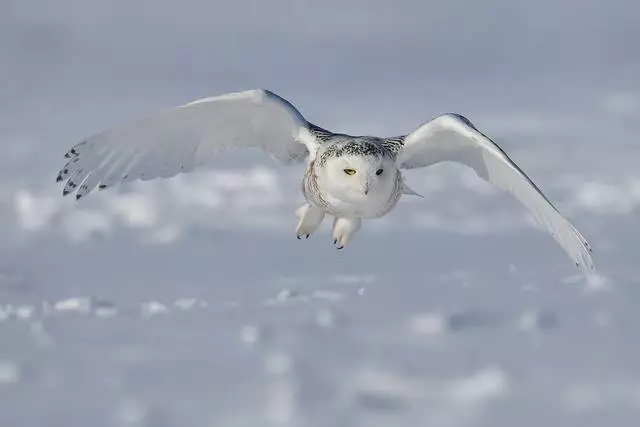 Çfarë duhet të prisni nga pushimi në Quebec? 12739_7