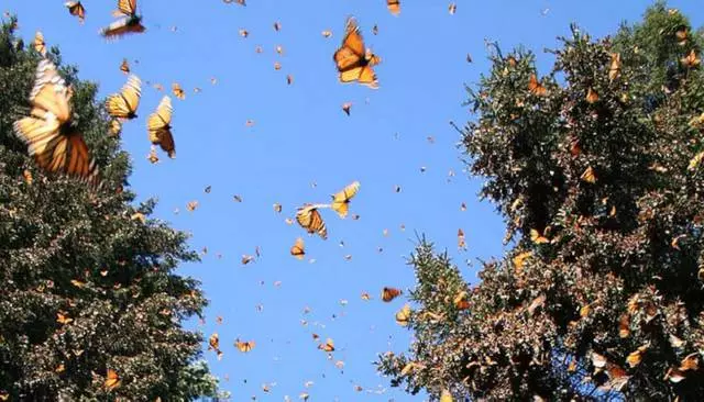 Rodosa baxmağa dəyər? 12952_5